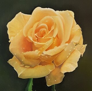 rosa arancio 2019